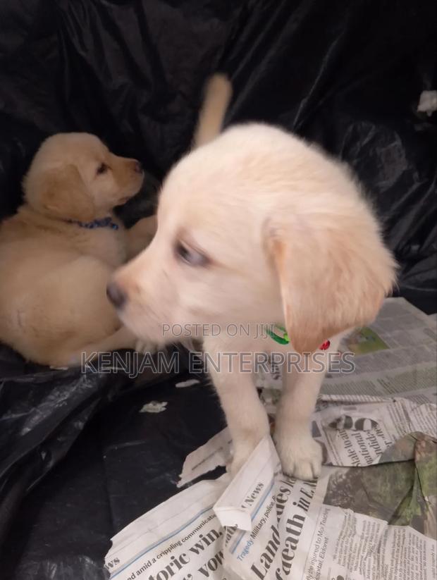 1-3 months Female Purebred Labrador Retriever
