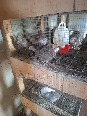 Coturnix Quails
