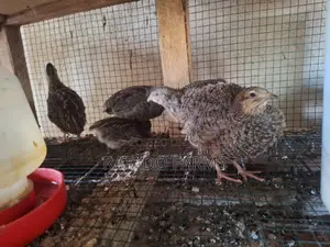 Coturnix Quails