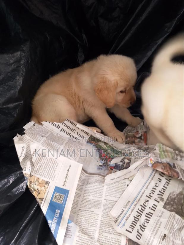 1-3 months Male Purebred Labrador Retriever - thumbnail 2