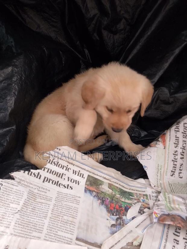 1-3 months Male Purebred Labrador Retriever - thumbnail 4