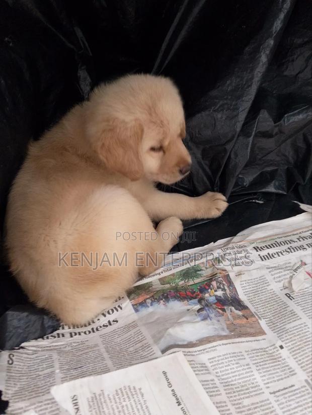 1-3 months Male Purebred Labrador Retriever - thumbnail 5