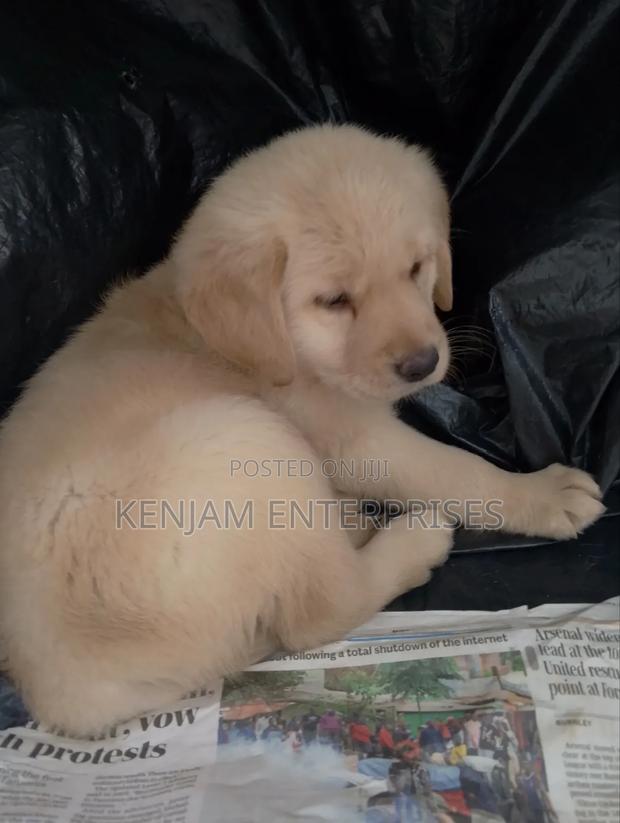 1-3 months Male Purebred Labrador Retriever - thumbnail 3