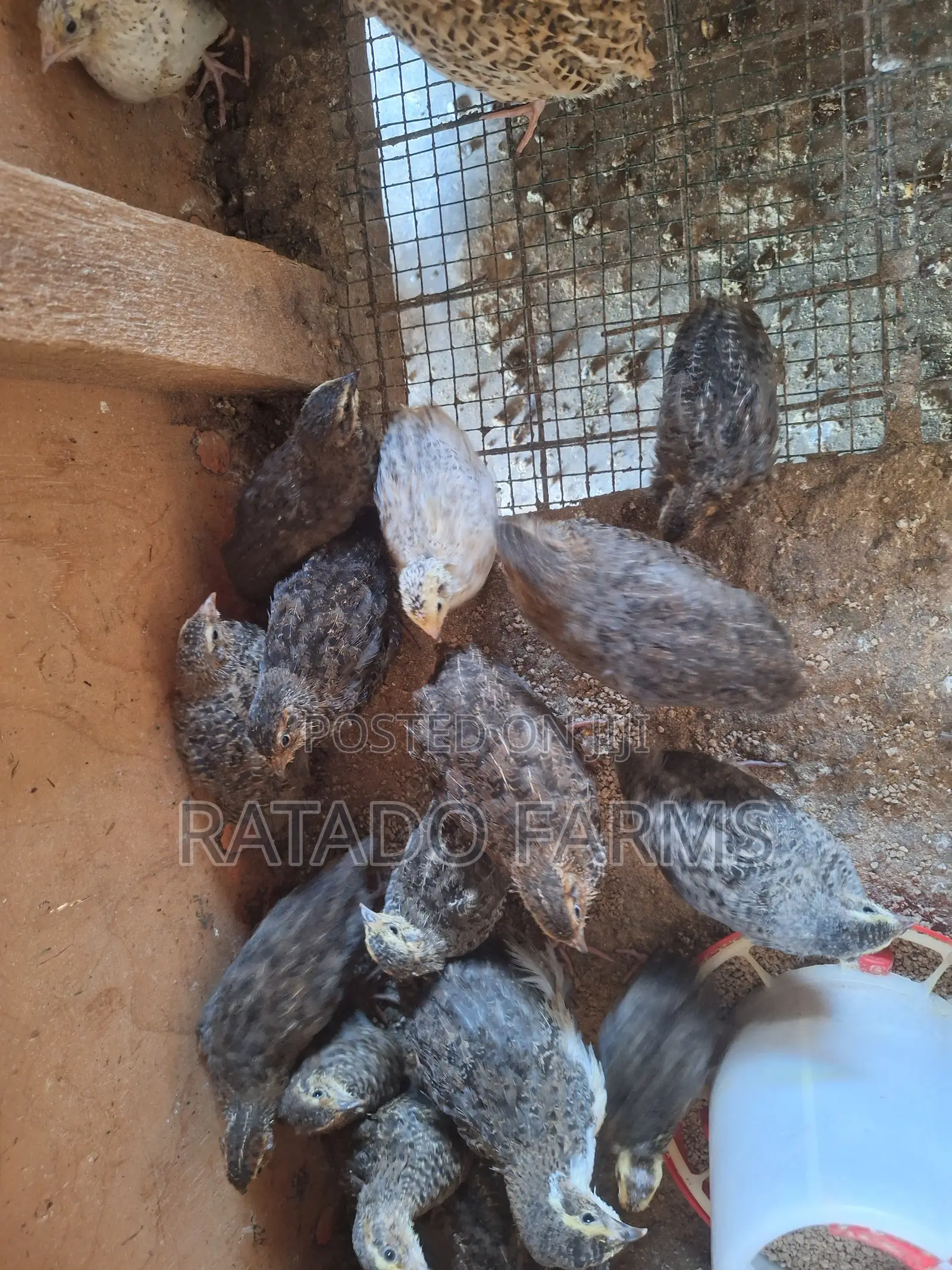 Coturnix Quails