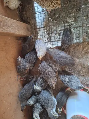 Coturnix Quails