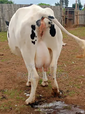 Hosten Cow 3 Weeks Tocalf