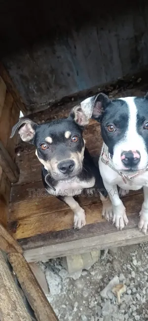 1-3 months Male Purebred American Pit Bull Terrier