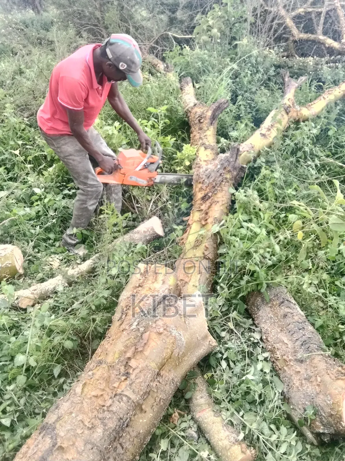 Tree Service