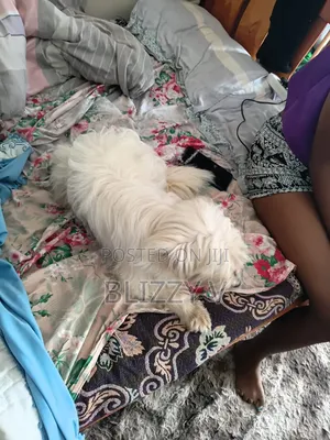 6-12 months Female Purebred Maltese