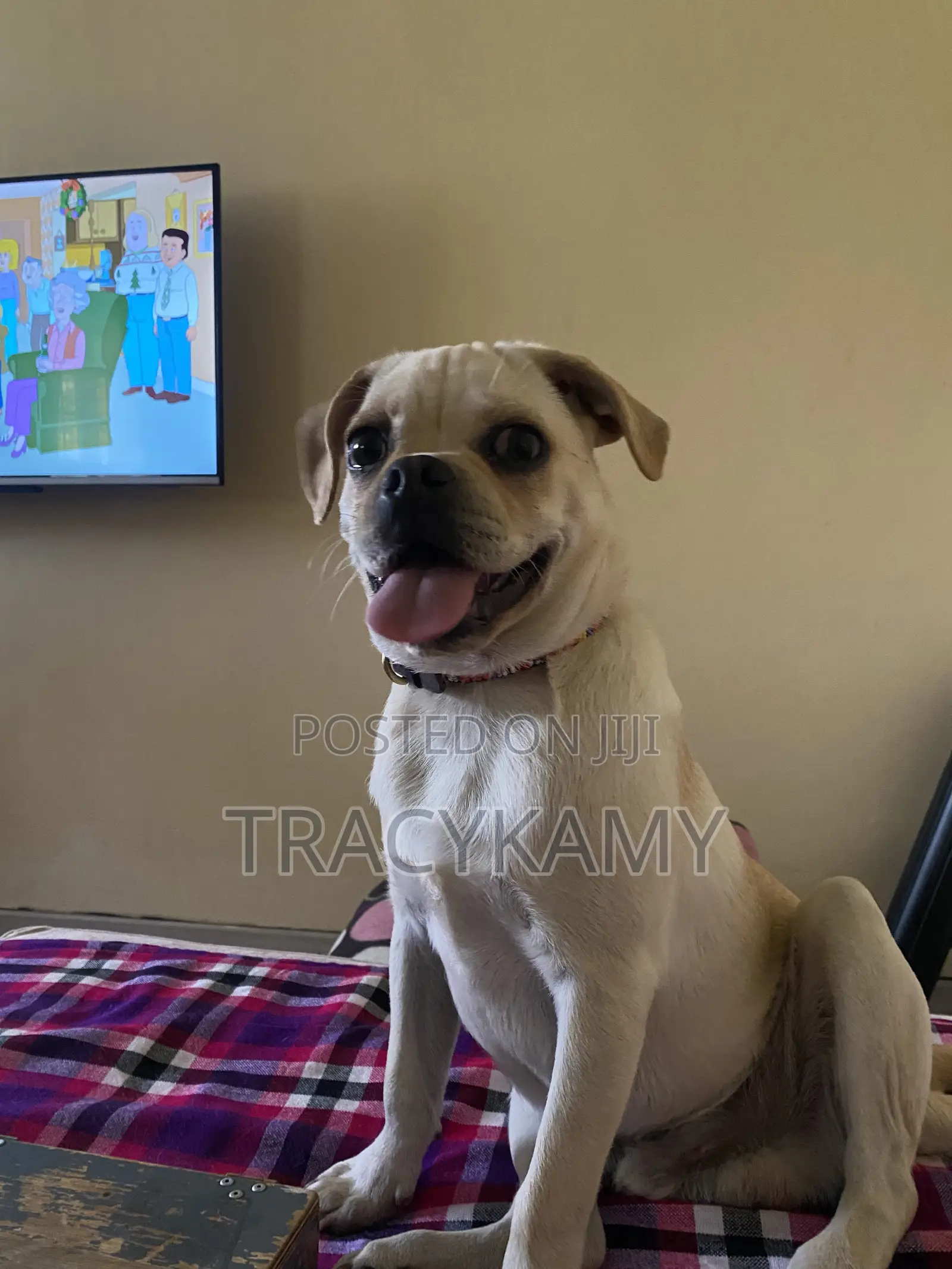 1+ year Male Mixed Breed Pug