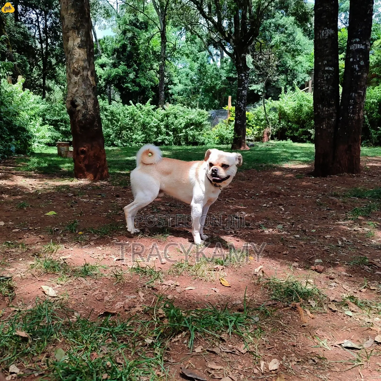1+ year Male Mixed Breed Pug