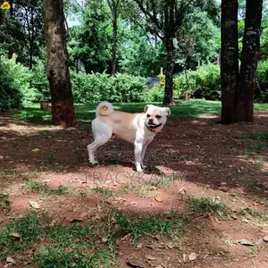 1+ year Male Mixed Breed Pug
