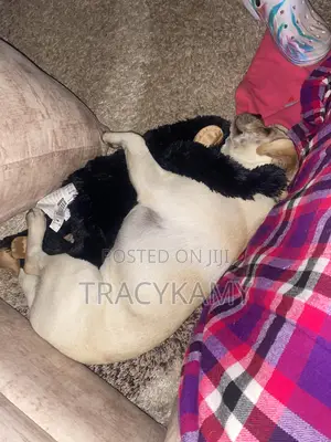 1+ year Male Mixed Breed Pug