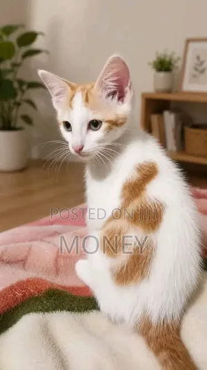 3-6 months Male Purebred American Shorthair