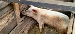 Pigs for Slaughter Available