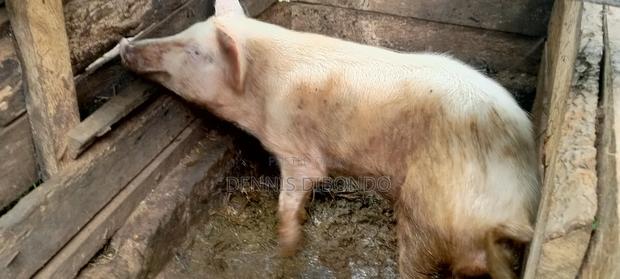 Pigs for Slaughter Available - thumbnail 2