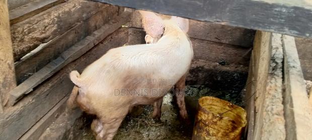 Pigs for Slaughter Available - thumbnail 3