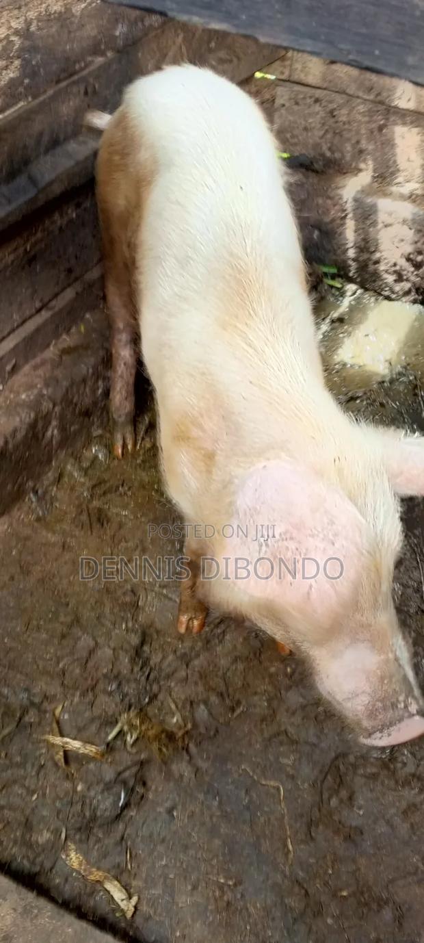 Pigs for Slaughter Available - thumbnail 5