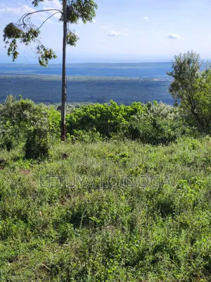 3⁄8 Acre Plots on Sale Ngong-Kibiko ( Baboon Crescent)