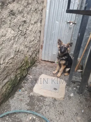 3-6 months Female Purebred German Shepherd