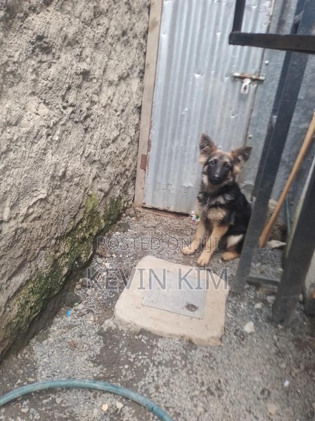 3-6 months Female Purebred German Shepherd - main view