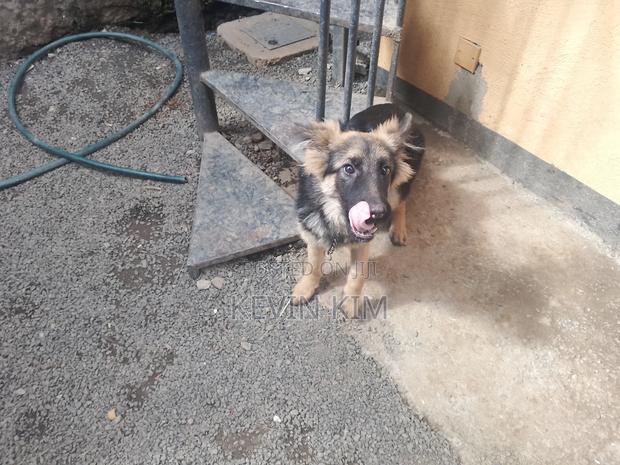 3-6 months Female Purebred German Shepherd - thumbnail 2