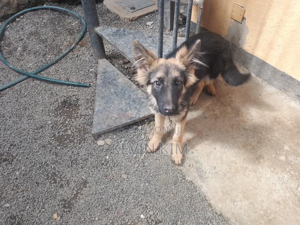 3-6 months Female Purebred German Shepherd - thumbnail 3