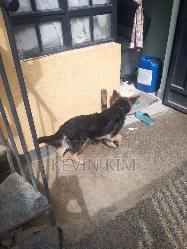 3-6 months Female Purebred German Shepherd - thumbnail 4