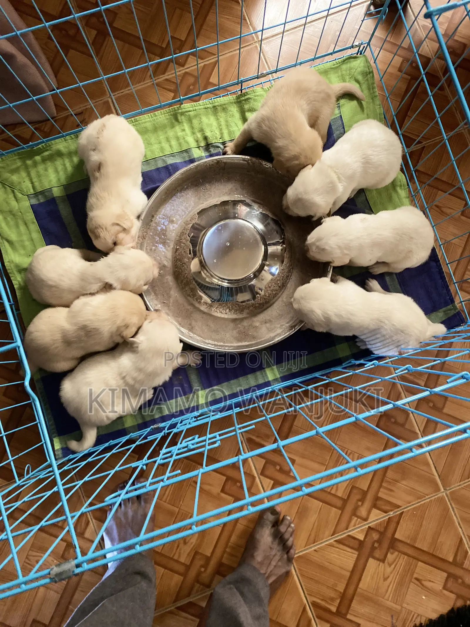 1-3 months Male Purebred Labrador Retriever