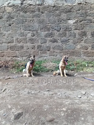 6-12 months Female Purebred German Shepherd