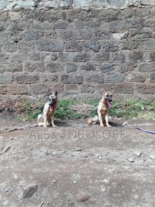6-12 months Female Purebred German Shepherd