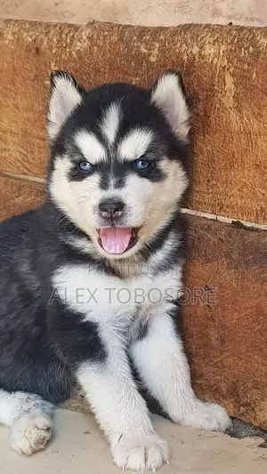 3-6 months Female Purebred Siberian Husky