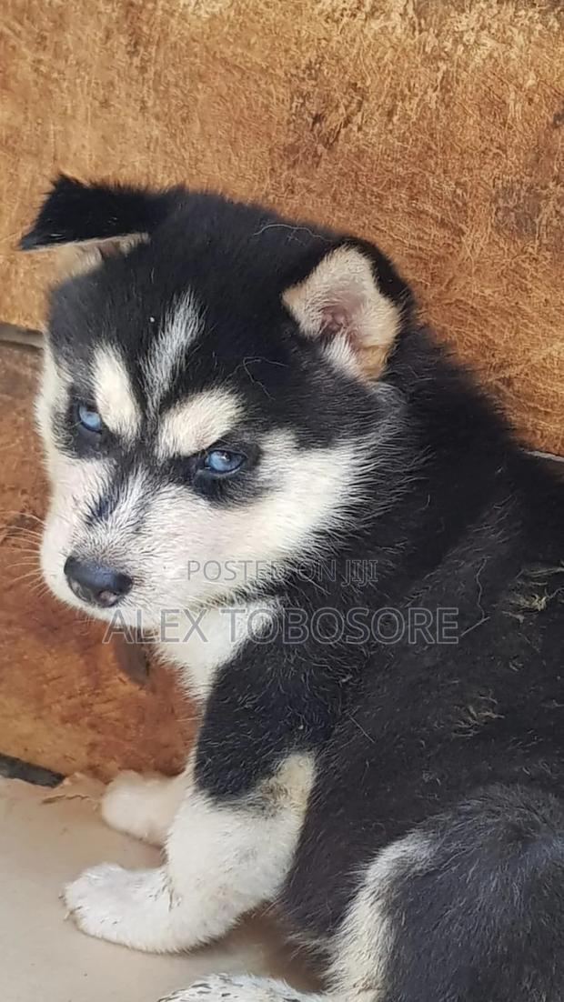 3-6 months Female Purebred Siberian Husky - thumbnail 2