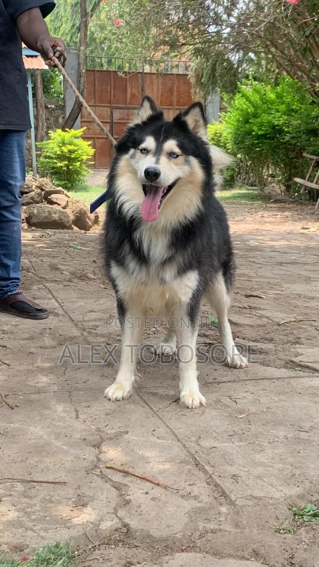 3-6 months Female Purebred Siberian Husky - thumbnail 3