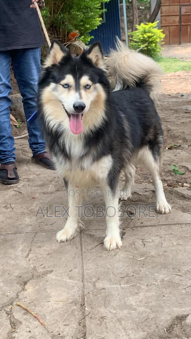 3-6 months Female Purebred Siberian Husky - thumbnail 4