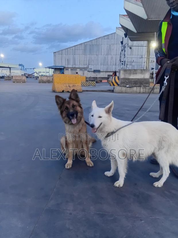 1+ year Female Purebred White Shepherd