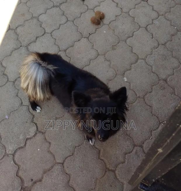 1+ year Female Purebred Japanese Spitz