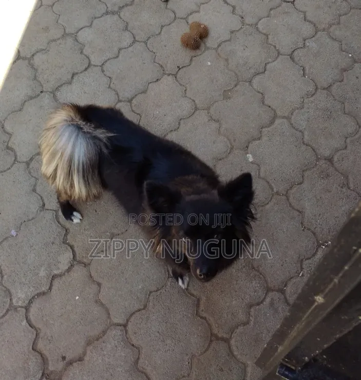 1+ year Female Purebred Japanese Spitz