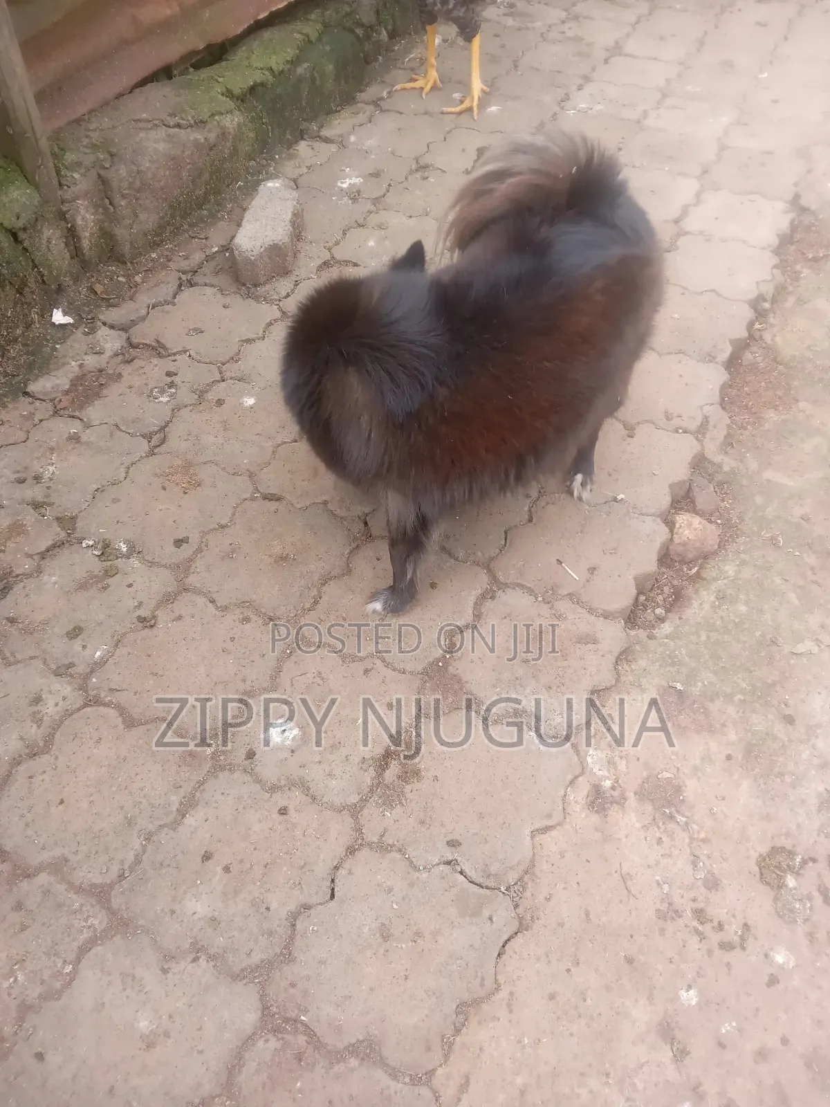 1+ year Female Purebred Japanese Spitz
