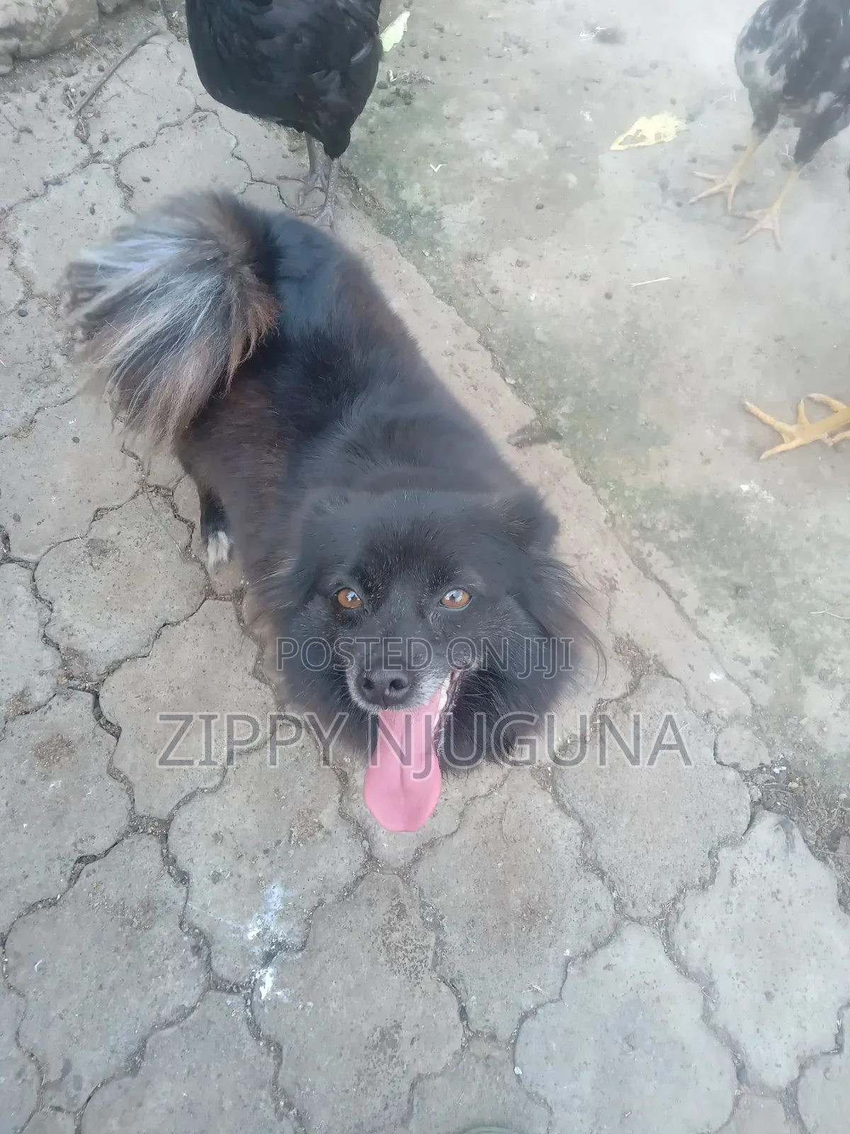 1+ year Female Purebred Japanese Spitz