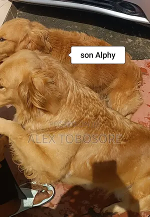6-12 months Female Purebred Golden Retriever