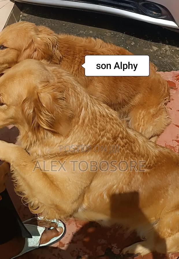 6-12 months Female Purebred Golden Retriever