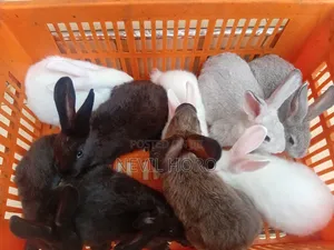 2month Old Female Rabbits for Sale at Kenyatta Road Juja