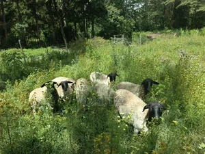 Pure Dorper Sheep