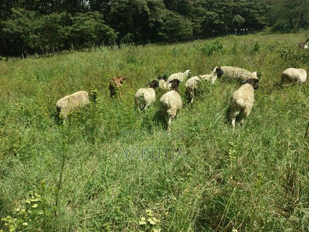 Pure Dorper Sheep - thumbnail 2