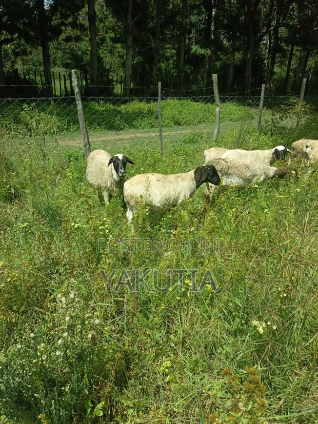 Pure Dorper Sheep - thumbnail 3
