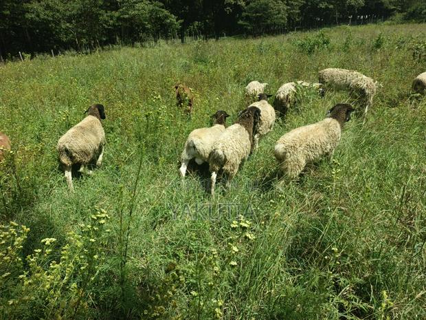 Pure Dorper Sheep - thumbnail 4