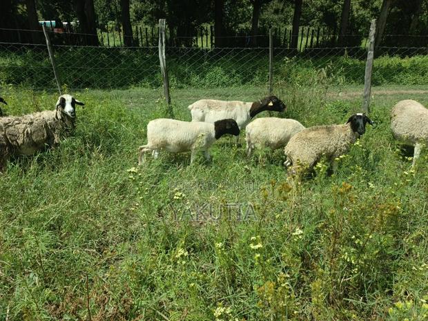 Pure Dorper Sheep - thumbnail 5