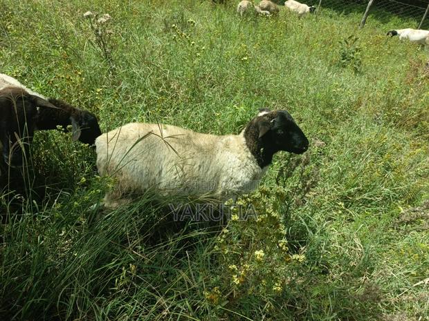 Pure Dorper Sheep - thumbnail 6