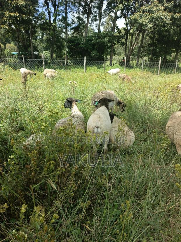 Pure Dorper Sheep - thumbnail 7